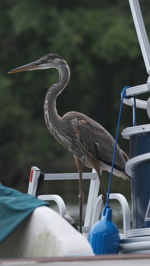 blueHeron