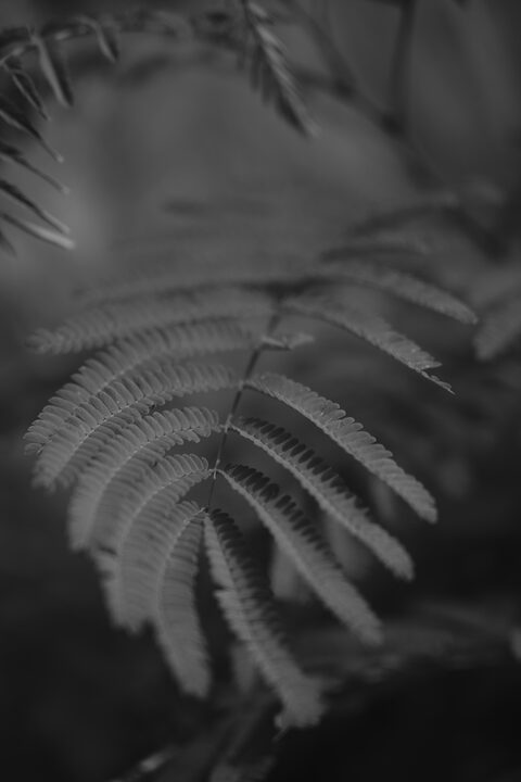 fern1